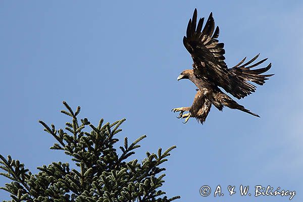 Orzeł przedni, zys, Aquila chrysaetos, w locie