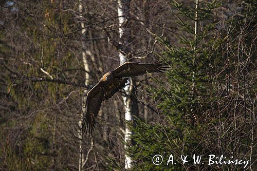 Orzeł przedni, zys, Aquila chrysaetos