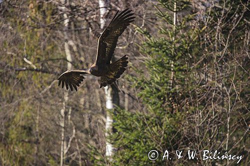 Orzeł przedni, zys, Aquila chrysaetos