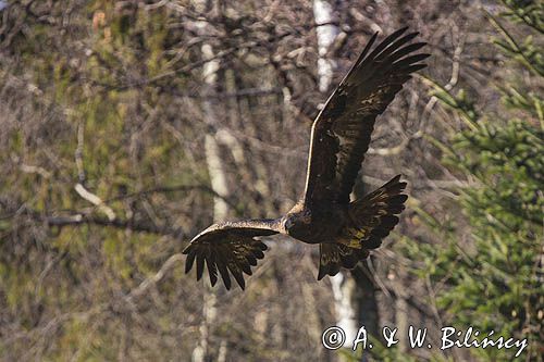 Orzeł przedni, zys, Aquila chrysaetos