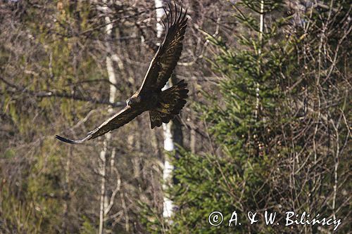 Orzeł przedni, zys, Aquila chrysaetos