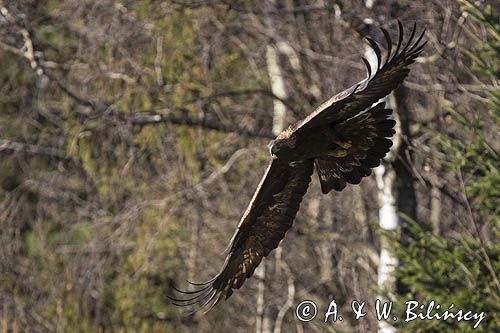 Orzeł przedni, zys, Aquila chrysaetos