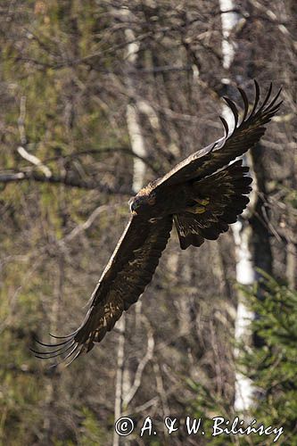 Orzeł przedni, zys, Aquila chrysaetos