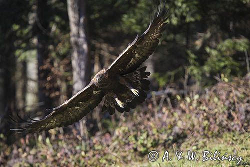 Orzeł przedni, zys, Aquila chrysaetos