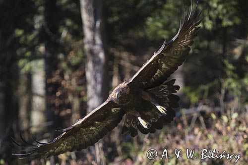 Orzeł przedni, zys, Aquila chrysaetos