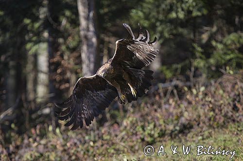 Orzeł przedni, zys, Aquila chrysaetos