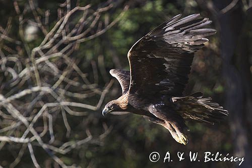 Orzeł przedni, zys, Aquila chrysaetos