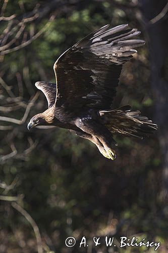 Orzeł przedni, zys, Aquila chrysaetos