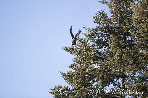 Orzeł przedni, zys, Aquila chrysaetos