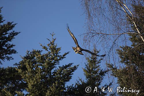 Orzeł przedni, zys, Aquila chrysaetos