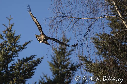 Orzeł przedni, zys, Aquila chrysaetos