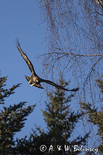 Orzeł przedni, zys, Aquila chrysaetos