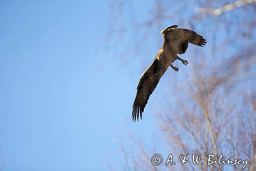 Orzeł przedni, zys, Aquila chrysaetos