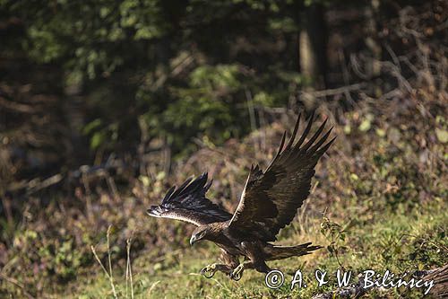 Orzeł przedni, zys, Aquila chrysaetos