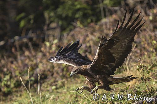 Orzeł przedni, zys, Aquila chrysaetos