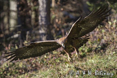 Orzeł przedni, zys, Aquila chrysaetos