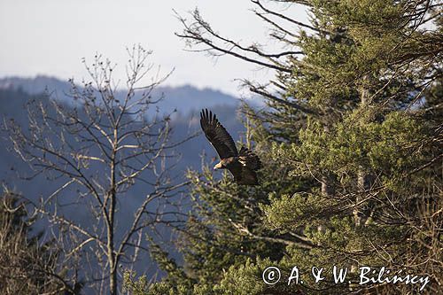 Orzeł przedni, zys, Aquila chrysaetos