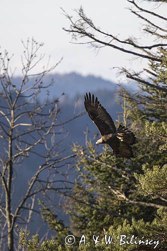 Orzeł przedni, zys, Aquila chrysaetos