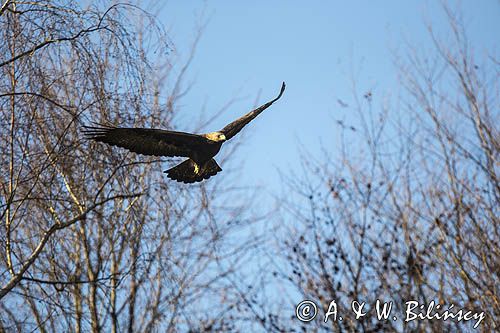 Orzeł przedni, zys, Aquila chrysaetos