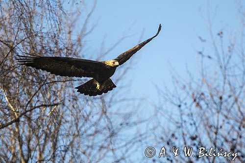 Orzeł przedni, zys, Aquila chrysaetos