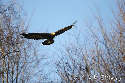 Orzeł przedni, zys, Aquila chrysaetos