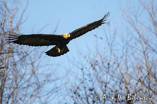 Orzeł przedni, zys, Aquila chrysaetos