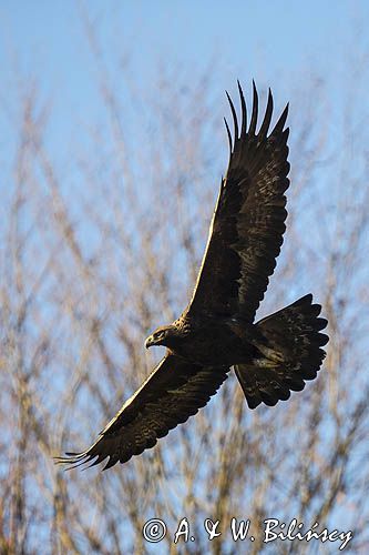 Orzeł przedni, zys, Aquila chrysaetos