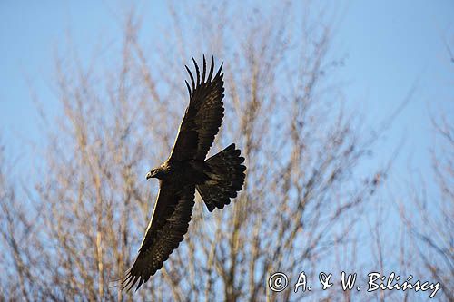 Orzeł przedni, zys, Aquila chrysaetos