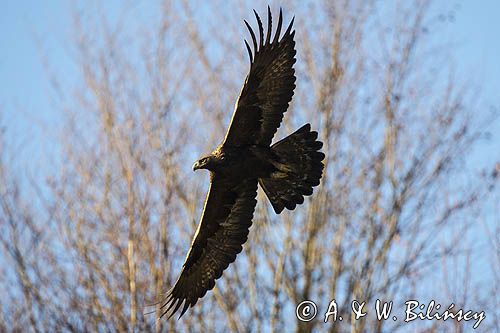 Orzeł przedni, zys, Aquila chrysaetos