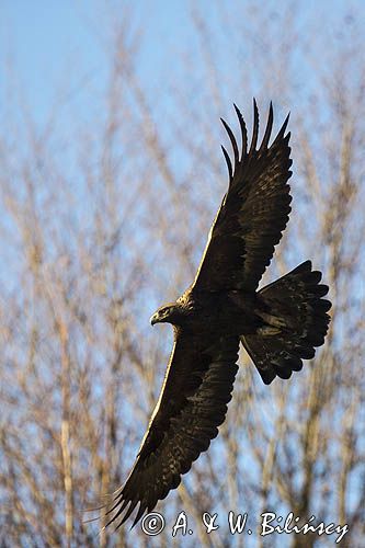 Orzeł przedni, zys, Aquila chrysaetos