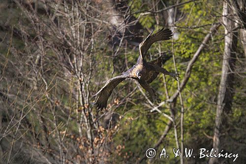 Orzeł przedni, zys, Aquila chrysaetos