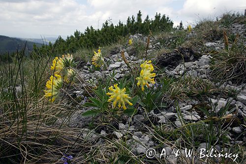 przelot alpejski Anthyllis alpestris