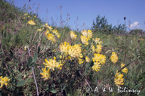 przelot pospolity Anthyllis vulneraria Ponidzie rezerwat stepowy 'Skorocice'