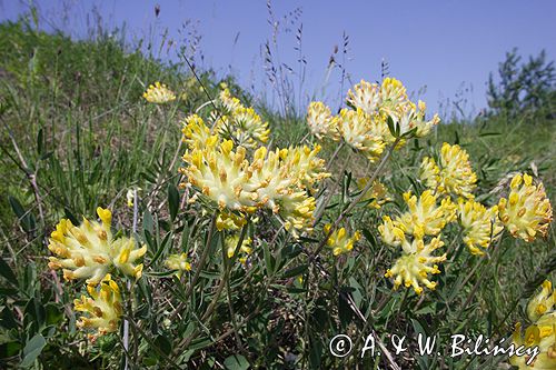 przelot pospolity Anthyllis vulneraria Ponidzie rezerwat stepowy 'Skorocice'