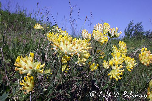 przelot pospolity Anthyllis vulneraria Ponidzie rezerwat stepowy 'Skorocice'