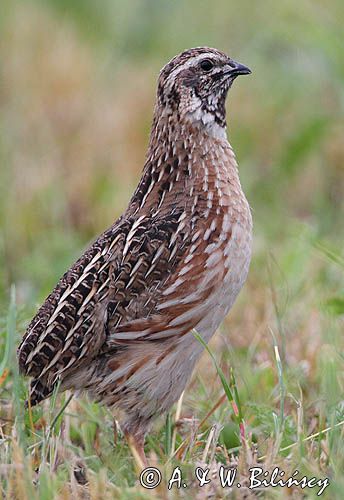 przepiórka, samiec, Coturnix coturnix