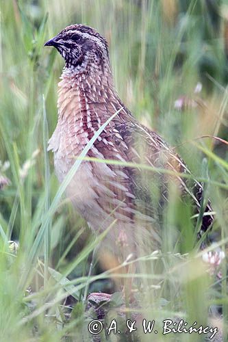 przepiórka, samiec, Coturnix coturnix