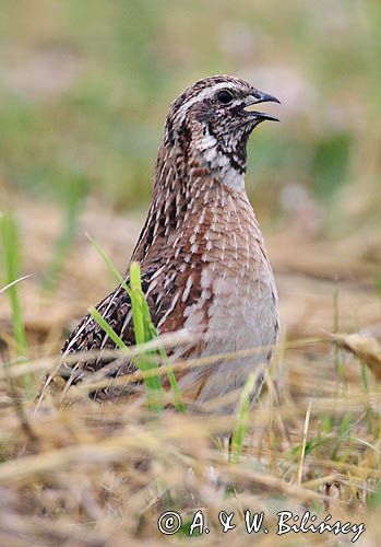 przepiórka, samiec, Coturnix coturnix