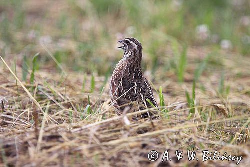 przepiórka, samiec, Coturnix coturnix