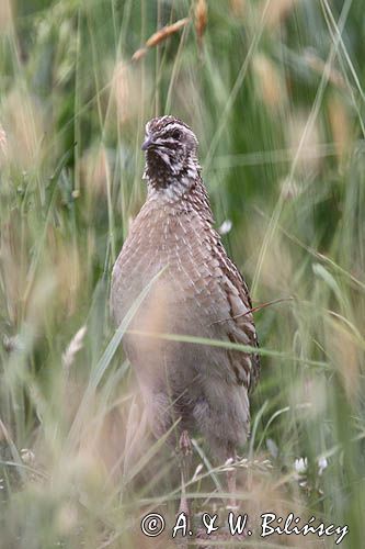 przepiórka, samiec, Coturnix coturnix