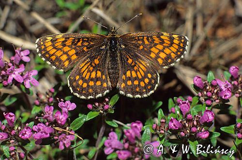 przeplatka cinksia Melitaea cinxia