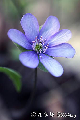 przylaszczka pospolita, Hepatica nobilis