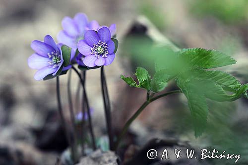 przylaszczka pospolita, Hepatica nobilis