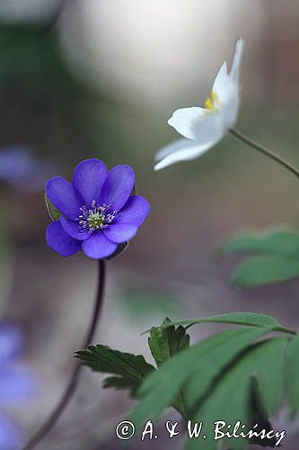 przylaszczka pospolita, Hepatica nobilis