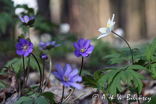 przylaszczka pospolita, Hepatica nobilis