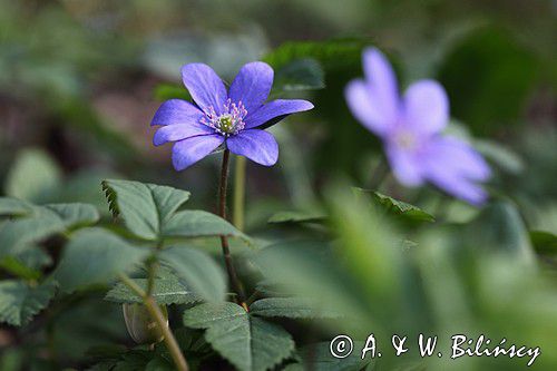 przylaszczka pospolita, Hepatica nobilis