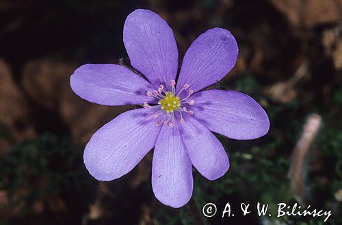 przylaszczki Hepatica nobilis