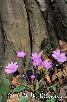 przylaszczki Hepatica nobilis