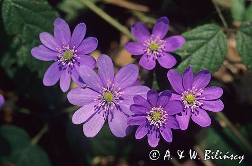 przylaszczki Hepatica nobilis