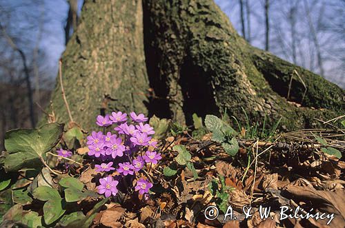 przylaszczki Hepatica nobilis